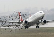 Thế giới làm gì để hạn chế tai nạn hàng không do chim chóc?