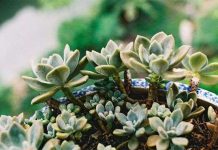 Kỹ thuật trồng hoa sen đá trong chậu