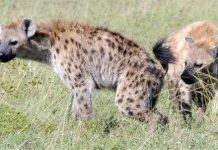 Linh cẩu giao tiếp với nhau như Facebook