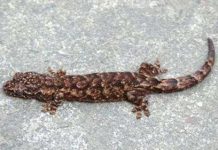 Phát hiện loài thằn lằn mới ở Đà Nẵng Phát hiện loài thằn lằn mới ở Đà Nẵng