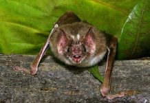 Dơi ma cà rồng tìm hút máu con mồi bằng cách nào?