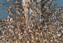 Hàng triệu bướm đêm bủa vây ngôi làng ở Australia