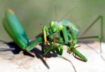 Bọ ngựa đực bị nhai đầu sau khi "yêu", nhưng chúng không khổ như bạn tưởng