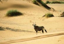 Sa mạc "già" nhất thế giới