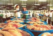 Nhiên liệu sạch từ mỡ cá basa