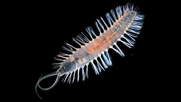Phát hiện thêm hai loài sâu biển phát sáng