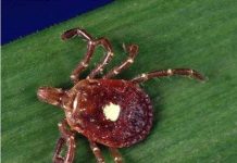 Loài côn trùng độc đáo biến người thành tín đồ ăn chay