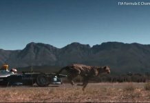 Sinh vật nhanh nhất hành tinh so tài với xe đua công thức