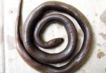 Phát hiện loài rắn mới ở Kon Tum Phát hiện loài rắn mới ở Kon Tum