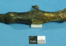 Sự thật về “ngón tay Yeti”?