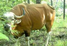 Quần thể bò lớn nhất thế giới bị đe dọa