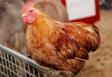 10 đạo luật “điên rồ” nhất của Mỹ vẫn còn tồn tại đến ngày nay 10 đạo luật "điên rồ" nhất của Mỹ vẫn còn tồn tại đến ngày nay