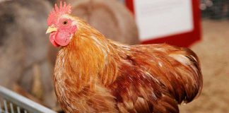 10 đạo luật "điên rồ" nhất của Mỹ vẫn còn tồn tại đến ngày nay