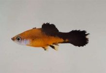 Đã giải mã được bộ gene cá mún Đã giải mã được bộ gene cá mún