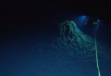 Phát hiện "dị vật" trong bụng loài sống ở vực sâu nhất Trái đất