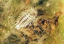 Phòng trừ rệp sáp hại tiêu, cà phê