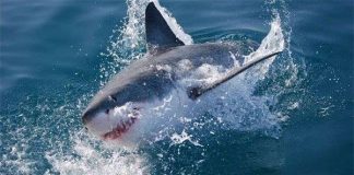 Phát hiện kinh ngạc về đời sống tình dục của những "sát thủ đại dương"