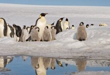 Chim cánh cụt hoàng đế có thể biến mất vĩnh viễn