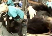 "Phản đối" hút mật, gấu mẹ giết con rồi tự sát