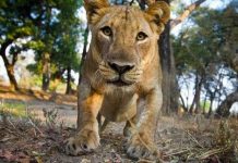 Zambia ban hành lệnh cấm săn bắn báo và sư tử