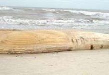 Quảng Bình: cá voi trắng nặng 10 tấn dạt vào bờ biển Quảng Bình: cá voi trắng nặng 10 tấn dạt vào bờ biển