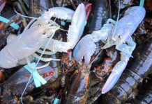 Phát hiện hai con tôm hùm "bạch tạng" cực kỳ quý hiếm tại Mỹ