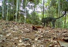 Nhiều loài mèo quý hiếm ở Indonesia có thể tuyệt chủng