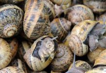 Ốc chỉ sử dụng 2 tế bào thần kinh để đưa ra quyết định