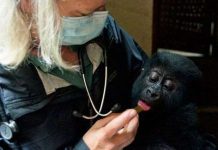 Thế giới "chiều chuộng" động vật như thế nào