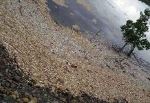 Các hiện tượng cá chết hàng loạt khắp thế giới Các hiện tượng cá chết hàng loạt khắp thế giới