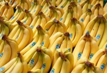 Chuối có nguy cơ tuyệt chủng vì đại dịch nấm Chuối có nguy cơ tuyệt chủng vì đại dịch nấm