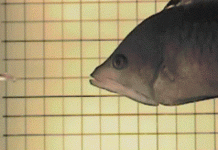 Đây chính là loài cá có cái miệng xấu nhất quả đất