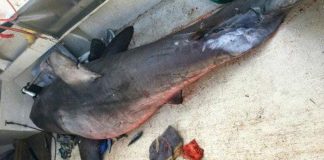 Chuyên gia suy đoán nguyên nhân cá mập bay lên thuyền ngư dân Australia