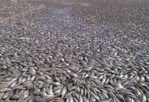 Cá chết hàng loạt phủ trắng con kênh ở Mỹ