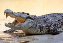 10 loài động vật có lớp da vô cùng đặc biệt 10 loài động vật có lớp da vô cùng đặc biệt