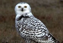 Cú Ấn Độ nguy khốn vì 'phù thủy'