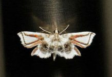 Sâu bướm đội lốt nhện