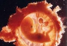 Bí ẩn sự hình thành con người