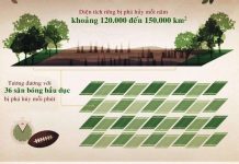 Hiện trạng phá rừng trên thế giới