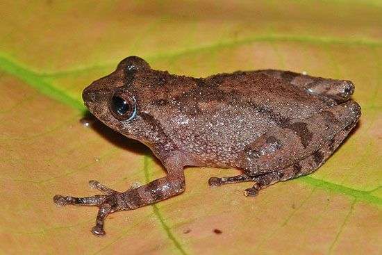 Cận cảnh 10 loài ếch mới phát hiện tại Ấn Độ