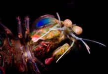 Phát hiện khả năng mới của tôm bọ ngựa