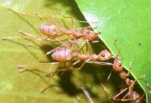 Từ kiến sẽ khám phá ra quá trình lão hoá ở người