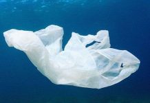 Phát hiện thêm một loại vi khuẩn “ăn” nhựa mới Phát hiện thêm một loại vi khuẩn "ăn" nhựa mới