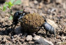 “Bật mí” bí mật của bọ hung "Bật mí" bí mật của bọ hung