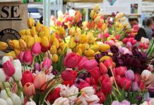 Kỹ thuật trồng hoa tulip trong chậu tại gia