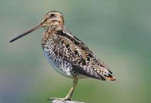 Chim chịu gian khổ giỏi nhất: Bay nghìn dặm, không ăn uống