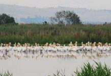 Agamon Hula - thiên đường của các loài chim và con người