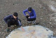 Sứa khổng lồ trôi dạt bờ biển Australia