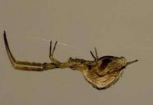 Nhện sống treo ngược để tiết kiệm năng lượng Nhện sống treo ngược để tiết kiệm năng lượng