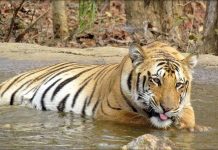 Chú hổ nổi tiếng Ấn Độ biến mất bí ẩn